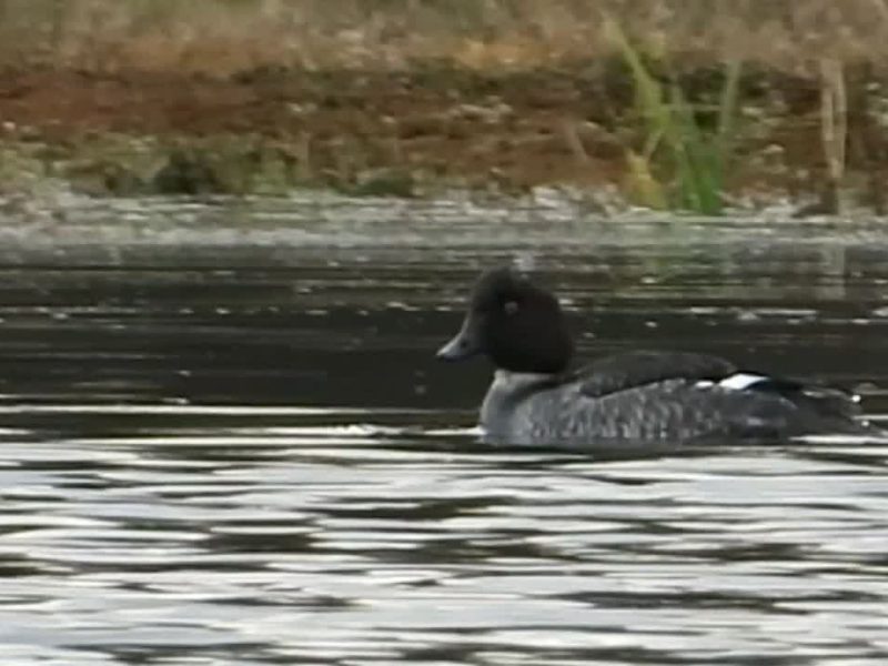 مشاهده نادر «اردک چشم طلایی» در تالاب جوکندان گیلان| فیلم