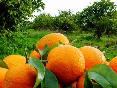 ۱۳۰ هزار تن مرکبات از باغ های گیلان برداشت شد