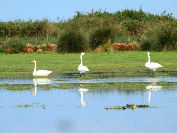 سه قوی فریاد کش پس از تیمار در تالاب بینالمللی انزلی رهاسازی شد