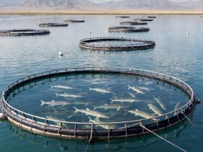 گیلان رتبه نخست کشور را در تکثیر ماهیان گرم‌آبی، تولید و صادرات خاویار دارد