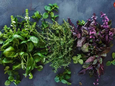 سبزیجاتی که بیشترین خواص را برای سلامتی دارند