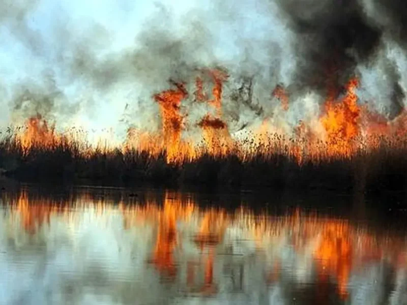 ۲ مظنون آتش سوزی تالاب انزلی شناسایی شدند