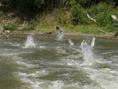 آغازکوچ ماهیان استخوانی به سوی رودخانه‌های گیلان
