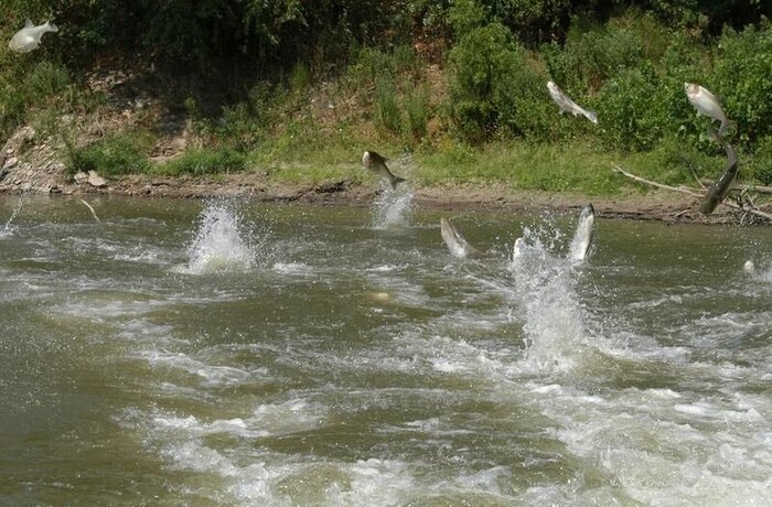 آغازکوچ ماهیان استخوانی به سوی رودخانههای گیلان