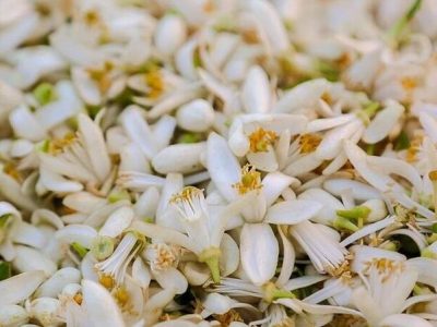 برداشت شکوفه‌های بهارنارنج در گیلان آغاز شد