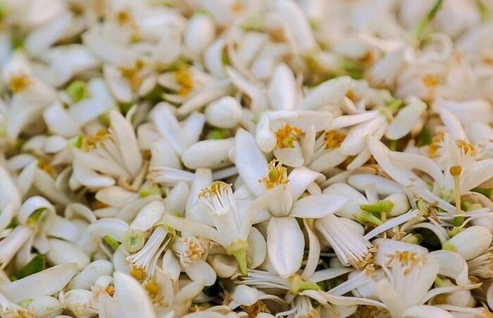 برداشت شکوفه‌های بهارنارنج در گیلان آغاز شد