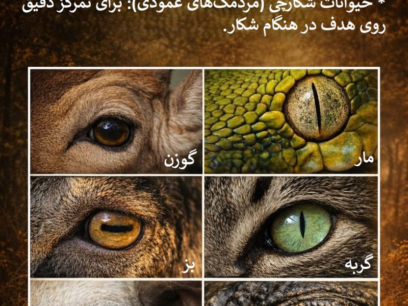 هندسه بقا ؛ راز مردمک چشم حیوانات چیست؟ (اینفوگرافیک)