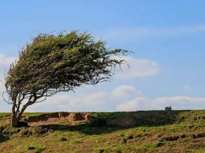 دمای هوای استان  گیلان با وزش باد گرم تا ۸ درجه افزایش می یابد