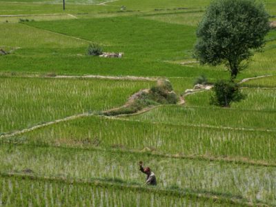 پایان نشاء برنج در گیلان؛ بیش از ۸۶ درصد مکانیزه کشت شد
