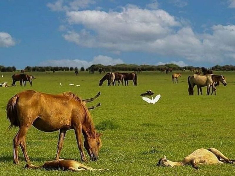 جلوگیری از تصرف غیرقانونی اراضی ساحلی در پارک ملی بوجاق گیلان