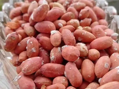 آستانه‌اشرفیه به عنوان قطب بادام‌زمینی، هنوز برند مشخص در سطح ملی ندارد/اعطای ۸۷ میلیارد و ۲۰۰ میلیون تومان برای طرح های اشتغالزایی در آستانه اشرفیه