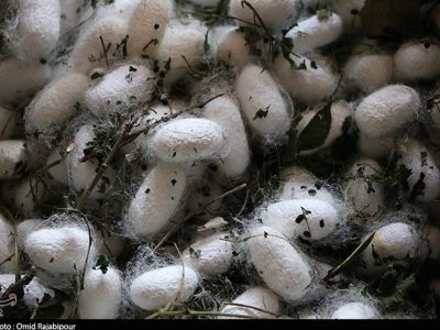 تولید بیش از ۲هزار ۷۰۰ کیلو پیله تر در آستانه اشرفیه / توزیع ۱۱۰ جعبه نوغان وارداتی و ایرانی در بین نوغانداران شهر آستانه اشرفیه