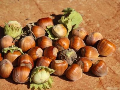 آغاز برداشت نوبرانه فندق از باغات گیلان