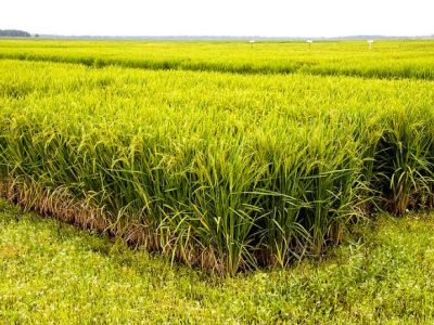 مهم‌ترین مطالبه ما ممنوعیت واردات برنج در ماه‌های منتهی به برداشت محصول برنج است/شورای قیمت‌گذاری تنها در چارچوب قوانین اختیار سیاست‌گذاری دارد /