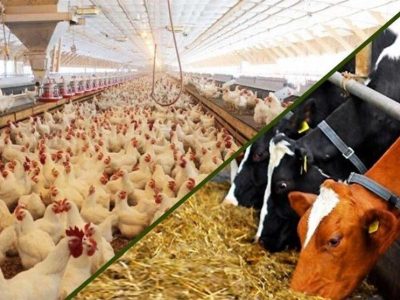 ۲.۲همت برای پروژه‌های کشاورزی گیلان سرمایه‌گذاری شد