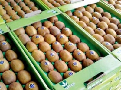 فرایند صادرات کیوی تسهیل شد