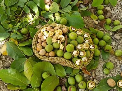 آغاز برداشت نوبرانه گردو از بالغ بر ۴۰۰۰ هکتار باغات گیلان