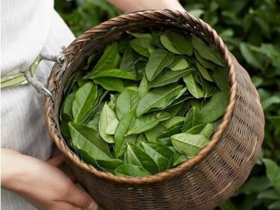 پیش بینی خرید ۴ همتی برگ سبز چای/ پرداخت ۷۵ درصدی مطالبات