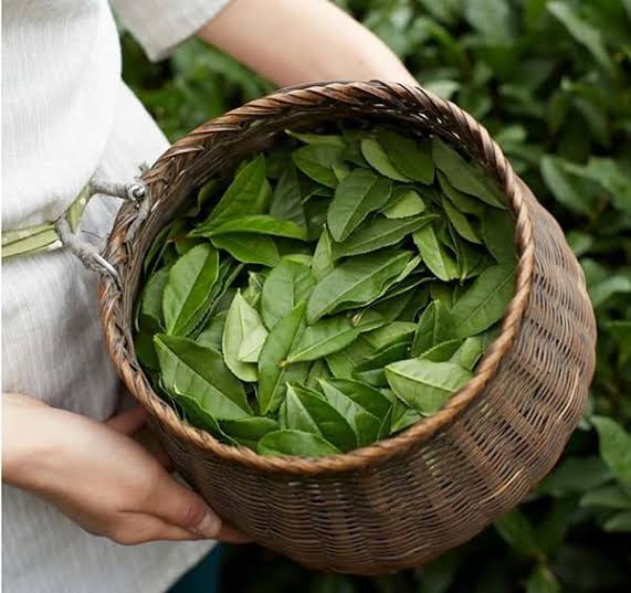 پیش بینی خرید ۴ همتی برگ سبز چای/ پرداخت ۷۵ درصدی مطالبات