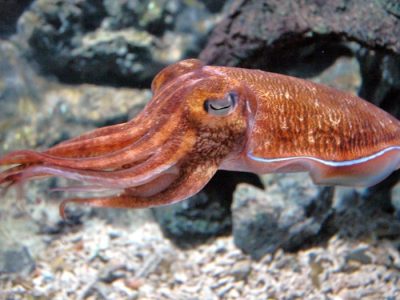 آیا ماهی مرکب طعمه‌های خود را «هیپنوتیزم» می‌کند؟